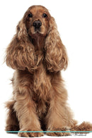 English Cocker Spaniel Affirmations Workbook English Cocker Spaniel Presents: Positive and Loving Affirmations Workbook. Includes: Mentoring Questions, Guidance, Supporting You.