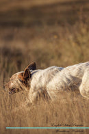 English Setter Affirmations Workbook English Setter Presents: Positive and Loving Affirmations Workbook. Includes: Mentoring Questions, Guidance, Supporting You.