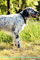 English Setter Affirmations Workbook English Setter Presents: Positive and Loving Affirmations Workbook. Includes: Mentoring Questions, Guidance, Supporting You.