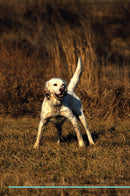 English Setter Affirmations Workbook English Setter Presents: Positive and Loving Affirmations Workbook. Includes: Mentoring Questions, Guidance, Supporting You.