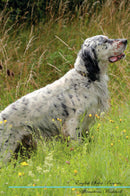 English Setter Affirmations Workbook English Setter Presents: Positive and Loving Affirmations Workbook. Includes: Mentoring Questions, Guidance, Supporting You.