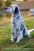English Setter Affirmations Workbook English Setter Presents: Positive and Loving Affirmations Workbook. Includes: Mentoring Questions, Guidance, Supporting You.