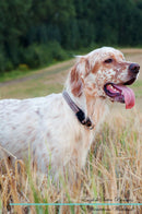 English Setter Affirmations Workbook English Setter Presents: Positive and Loving Affirmations Workbook. Includes: Mentoring Questions, Guidance, Supporting You.