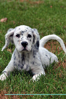 English Setter Affirmations Workbook English Setter Presents: Positive and Loving Affirmations Workbook. Includes: Mentoring Questions, Guidance, Supporting You.