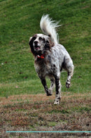 English Setter Affirmations Workbook English Setter Presents: Positive and Loving Affirmations Workbook. Includes: Mentoring Questions, Guidance, Supporting You.