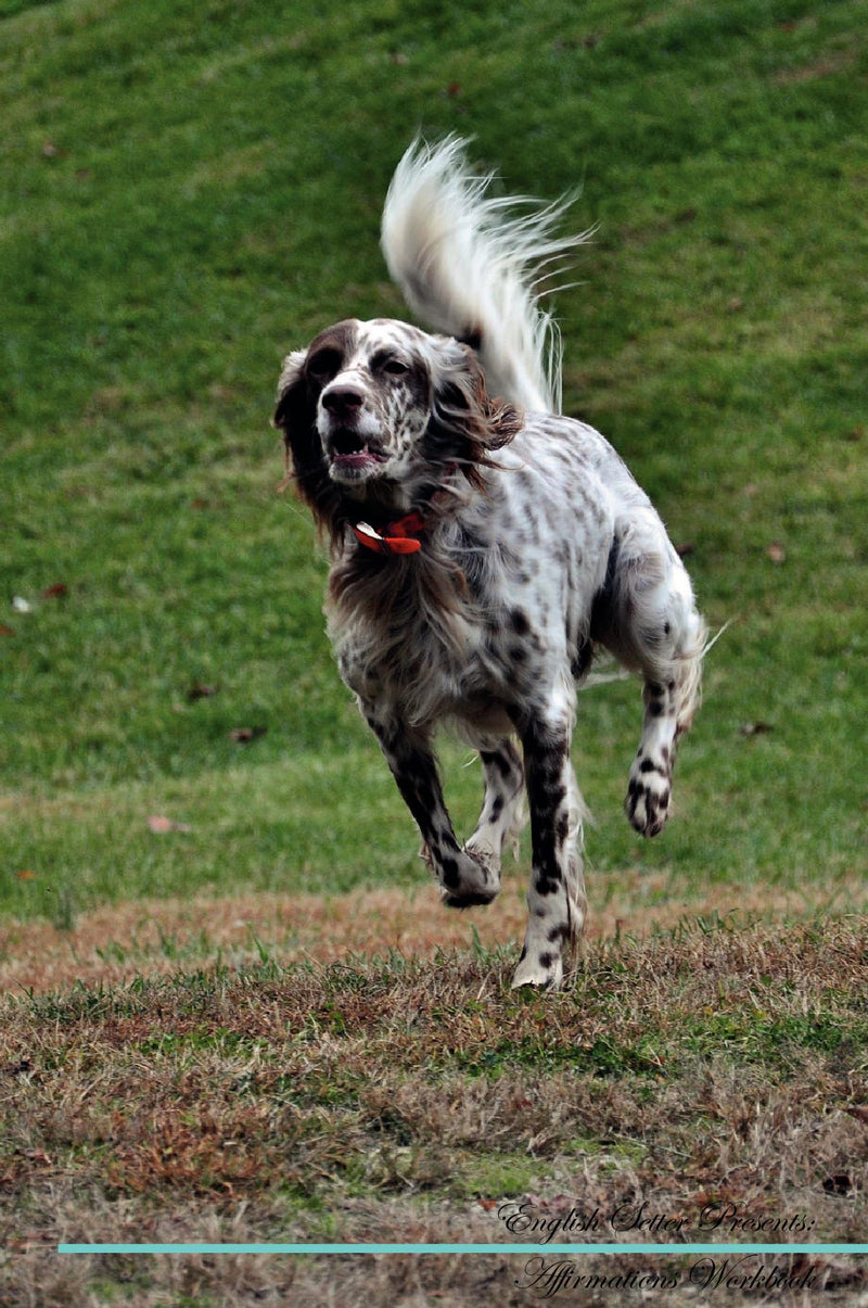 English Setter Affirmations Workbook English Setter Presents: Positive and Loving Affirmations Workbook. Includes: Mentoring Questions, Guidance, Supporting You.