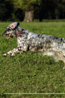 English Setter Affirmations Workbook English Setter Presents: Positive and Loving Affirmations Workbook. Includes: Mentoring Questions, Guidance, Supporting You.