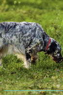 English Setter Affirmations Workbook English Setter Presents: Positive and Loving Affirmations Workbook. Includes: Mentoring Questions, Guidance, Supporting You.
