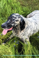 English Setter Affirmations Workbook English Setter Presents: Positive and Loving Affirmations Workbook. Includes: Mentoring Questions, Guidance, Supporting You.