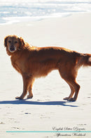 English Setter Affirmations Workbook English Setter Presents: Positive and Loving Affirmations Workbook. Includes: Mentoring Questions, Guidance, Supporting You.