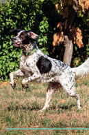 English Setter Affirmations Workbook English Setter Presents: Positive and Loving Affirmations Workbook. Includes: Mentoring Questions, Guidance, Supporting You.
