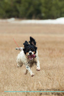 English Setter Affirmations Workbook English Setter Presents: Positive and Loving Affirmations Workbook. Includes: Mentoring Questions, Guidance, Supporting You.