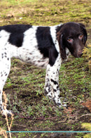 English Setter Affirmations Workbook English Setter Presents: Positive and Loving Affirmations Workbook. Includes: Mentoring Questions, Guidance, Supporting You.