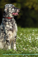 English Setter Affirmations Workbook English Setter Presents: Positive and Loving Affirmations Workbook. Includes: Mentoring Questions, Guidance, Supporting You.
