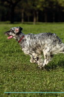 English Setter Affirmations Workbook English Setter Presents: Positive and Loving Affirmations Workbook. Includes: Mentoring Questions, Guidance, Supporting You.