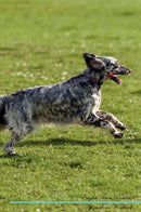 English Setter Affirmations Workbook English Setter Presents: Positive and Loving Affirmations Workbook. Includes: Mentoring Questions, Guidance, Supporting You.