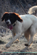 English Springer Spaniel Affirmations Workbook English Springer Spaniel Presents: Positive and Loving Affirmations Workbook. Includes: Mentoring Questions, Guidance, Supporting You.