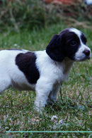 English Springer Spaniel Affirmations Workbook English Springer Spaniel Presents: Positive and Loving Affirmations Workbook. Includes: Mentoring Questions, Guidance, Supporting You.