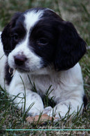 English Springer Spaniel Affirmations Workbook English Springer Spaniel Presents: Positive and Loving Affirmations Workbook. Includes: Mentoring Questions, Guidance, Supporting You.