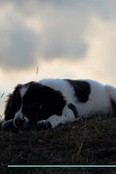 English Springer Spaniel Affirmations Workbook English Springer Spaniel Presents: Positive and Loving Affirmations Workbook. Includes: Mentoring Questions, Guidance, Supporting You.