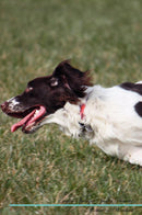English Springer Spaniel Affirmations Workbook English Springer Spaniel Presents: Positive and Loving Affirmations Workbook. Includes: Mentoring Questions, Guidance, Supporting You.