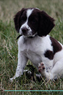 English Springer Spaniel Affirmations Workbook English Springer Spaniel Presents: Positive and Loving Affirmations Workbook. Includes: Mentoring Questions, Guidance, Supporting You.