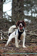 English Springer Spaniel Affirmations Workbook English Springer Spaniel Presents: Positive and Loving Affirmations Workbook. Includes: Mentoring Questions, Guidance, Supporting You.