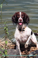 English Springer Spaniel Affirmations Workbook English Springer Spaniel Presents: Positive and Loving Affirmations Workbook. Includes: Mentoring Questions, Guidance, Supporting You.