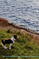 English Springer Spaniel Affirmations Workbook English Springer Spaniel Presents: Positive and Loving Affirmations Workbook. Includes: Mentoring Questions, Guidance, Supporting You.