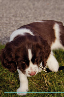English Springer Spaniel Affirmations Workbook English Springer Spaniel Presents: Positive and Loving Affirmations Workbook. Includes: Mentoring Questions, Guidance, Supporting You.