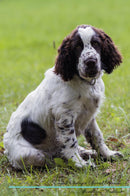English Springer Spaniel Affirmations Workbook English Springer Spaniel Presents: Positive and Loving Affirmations Workbook. Includes: Mentoring Questions, Guidance, Supporting You.