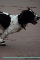 English Springer Spaniel Affirmations Workbook English Springer Spaniel Presents: Positive and Loving Affirmations Workbook. Includes: Mentoring Questions, Guidance, Supporting You.