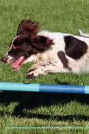 English Springer Spaniel Affirmations Workbook English Springer Spaniel Presents: Positive and Loving Affirmations Workbook. Includes: Mentoring Questions, Guidance, Supporting You.