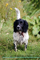 English Springer Spaniel Affirmations Workbook English Springer Spaniel Presents: Positive and Loving Affirmations Workbook. Includes: Mentoring Questions, Guidance, Supporting You.
