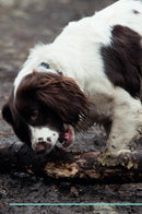English Springer Spaniel Affirmations Workbook English Springer Spaniel Presents: Positive and Loving Affirmations Workbook. Includes: Mentoring Questions, Guidance, Supporting You.