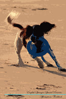 English Springer Spaniel Affirmations Workbook English Springer Spaniel Presents: Positive and Loving Affirmations Workbook. Includes: Mentoring Questions, Guidance, Supporting You.