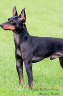 English Toy Terrier Affirmations Workbook English Toy Terrier Presents: Positive and Loving Affirmations Workbook. Includes: Mentoring Questions, Guidance, Supporting You.