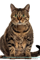 European Shorthair Cat Affirmations Workbook European Shorthair Cat Presents: Positive and Loving Affirmations Workbook. Includes: Mentoring Questions, Guidance, Supporting You.