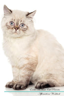Exotic Shorthair Cat Affirmations Workbook Exotic Shorthair Cat Presents: Positive and Loving Affirmations Workbook. Includes: Mentoring Questions, Guidance, Supporting You.