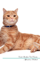 Exotic Shorthair Cat Affirmations Workbook Exotic Shorthair Cat Presents: Positive and Loving Affirmations Workbook. Includes: Mentoring Questions, Guidance, Supporting You.