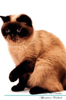 Exotic Shorthair Cat Affirmations Workbook Exotic Shorthair Cat Presents: Positive and Loving Affirmations Workbook. Includes: Mentoring Questions, Guidance, Supporting You.