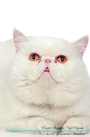 Exotic Shorthair Cat Affirmations Workbook Exotic Shorthair Cat Presents: Positive and Loving Affirmations Workbook. Includes: Mentoring Questions, Guidance, Supporting You.