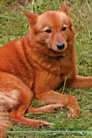 Finnish Spitz Affirmations Workbook Finnish Spitz Presents: Positive and Loving Affirmations Workbook. Includes: Mentoring Questions, Guidance, Supporting You.