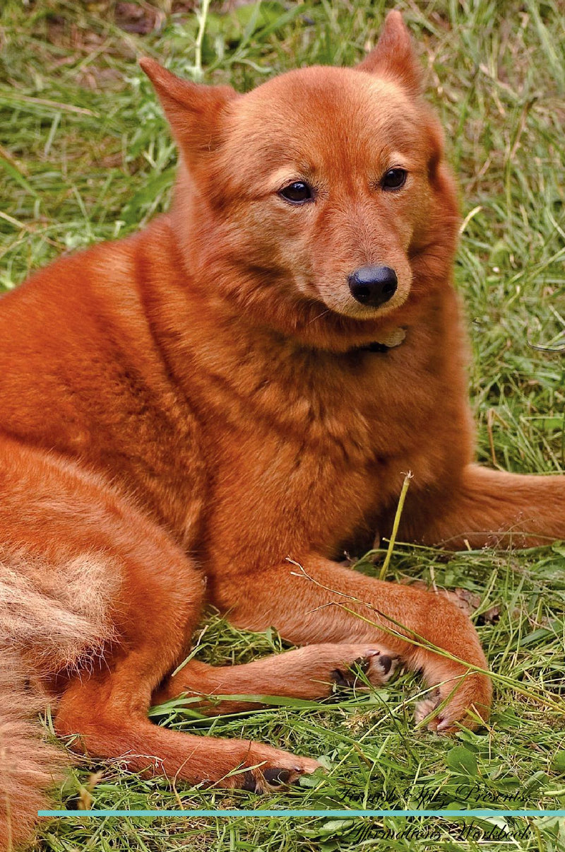 Finnish Spitz Affirmations Workbook Finnish Spitz Presents: Positive and Loving Affirmations Workbook. Includes: Mentoring Questions, Guidance, Supporting You.
