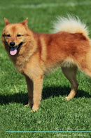 Finnish Spitz Affirmations Workbook Finnish Spitz Presents: Positive and Loving Affirmations Workbook. Includes: Mentoring Questions, Guidance, Supporting You.