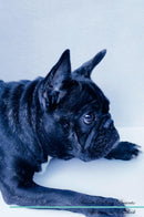 French Bulldog Affirmations Workbook French Bulldog Presents: Positive and Loving Affirmations Workbook. Includes: Mentoring Questions, Guidance, Supporting You.