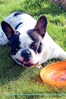 French Bulldog Affirmations Workbook French Bulldog Presents: Positive and Loving Affirmations Workbook. Includes: Mentoring Questions, Guidance, Supporting You.