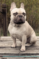 French Bulldog Affirmations Workbook French Bulldog Presents: Positive and Loving Affirmations Workbook. Includes: Mentoring Questions, Guidance, Supporting You.