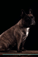 French Bulldog Affirmations Workbook French Bulldog Presents: Positive and Loving Affirmations Workbook. Includes: Mentoring Questions, Guidance, Supporting You.