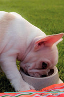 French Bulldog Affirmations Workbook French Bulldog Presents: Positive and Loving Affirmations Workbook. Includes: Mentoring Questions, Guidance, Supporting You.